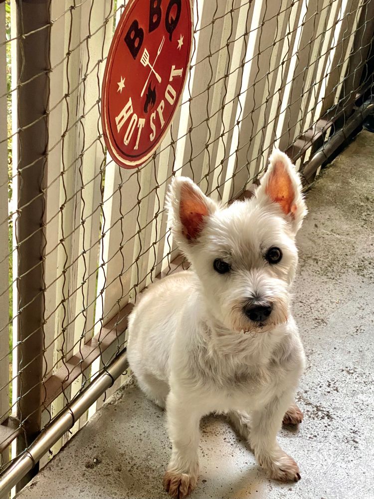 Das Bild zeigt einen weißen Westie, der vor einem Holzzaun sitzt. Am Zaun hängt ein Schild mit der Aufschrift "BBQ Hot Spot". Der Hund hat aufmerksame Augen und scheint direkt in die Kamera zu schauen. Der Boden unter dem Hund ist aus Beton.