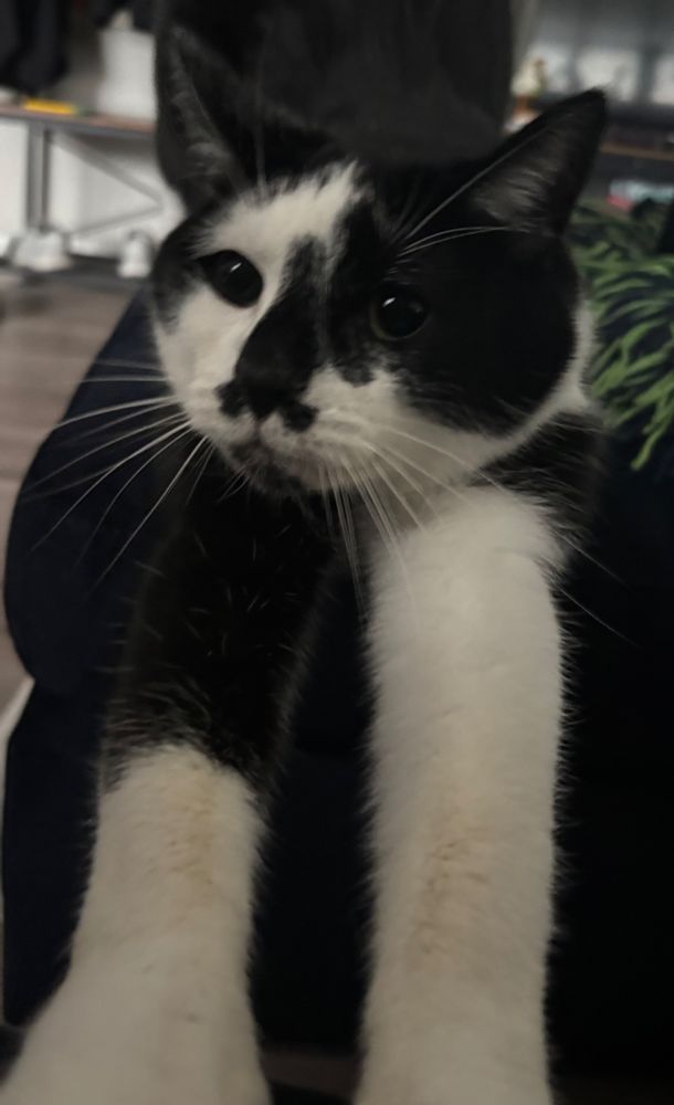 the most handsome tuxedo cat in the world with his front legs out doing a big stretch 