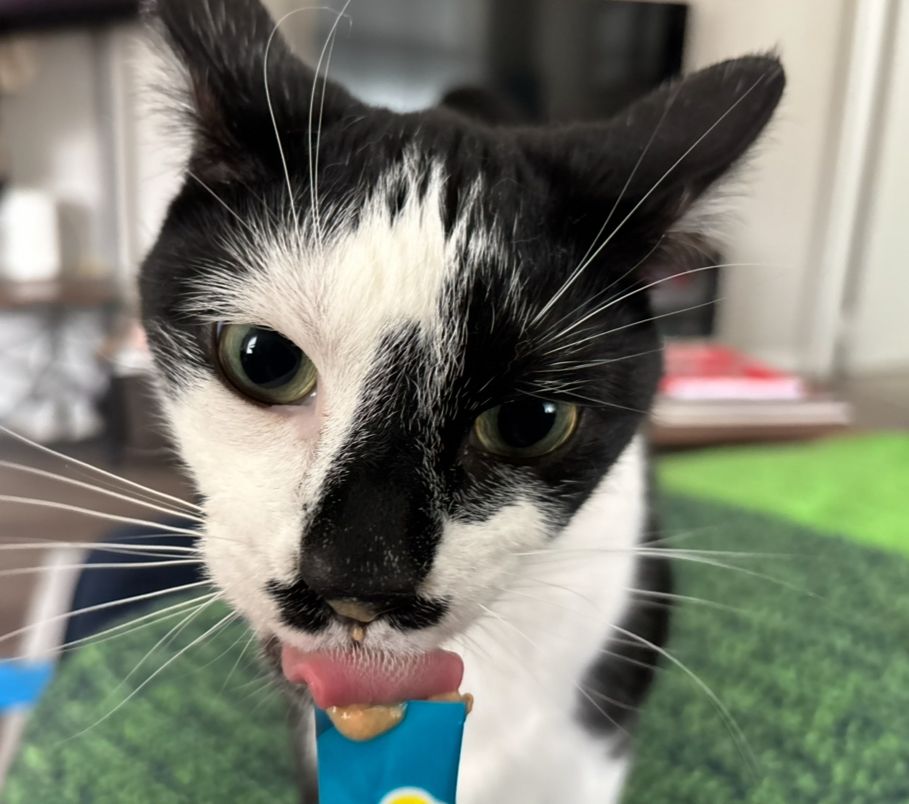 closeup of a tuxedo cat locked tf in licking a tuna gogurt pouch which is a liquefied tuna snack in a foil tube for cats.  he has a black nose.  the left side of his face is mostly black and the right side of his face is mostly white.  his tongue is out getting the delicious (to him) tuna snack