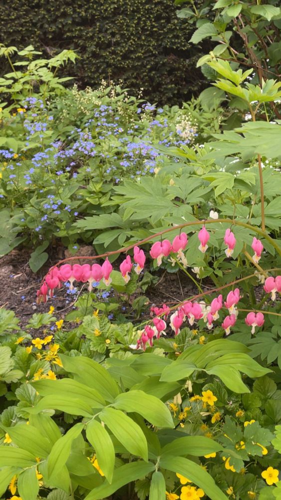 a pink weeping heart plant