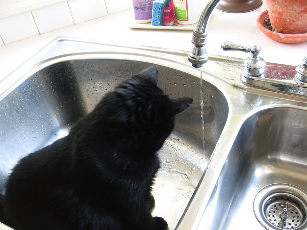 A chunky black cat sits in a kitchen sink, mesmerized by a dripping faucet. 