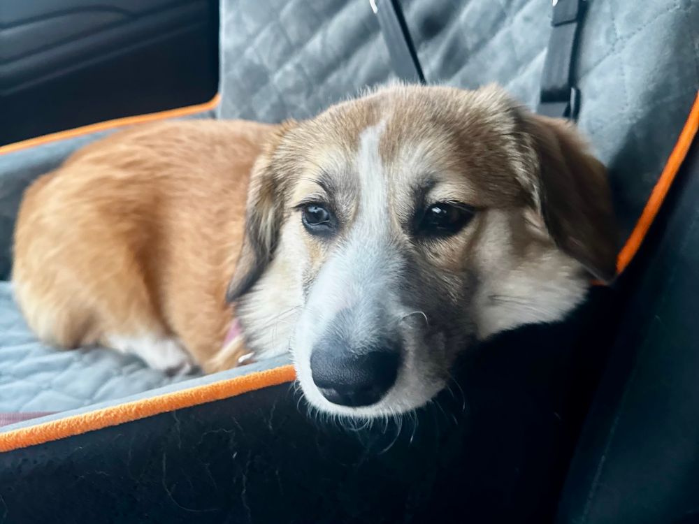 A corgi resting in a carseat before surgery