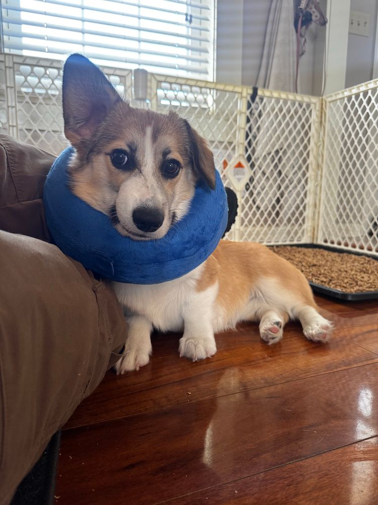 Corgi in an inflatable ecollar