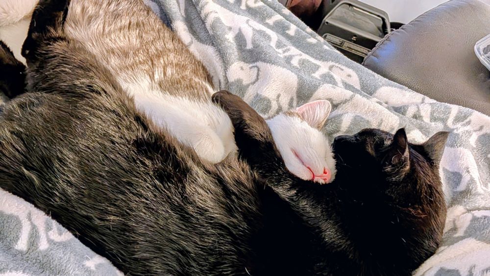 A white cat and a black cat snuggling 