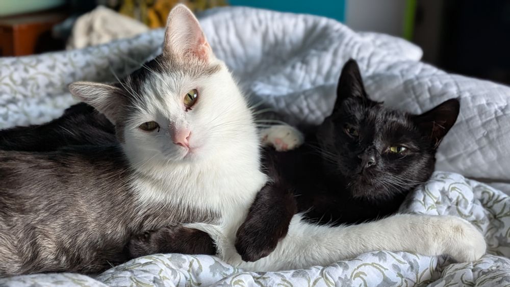 A white cat and a black cat snuggling together 