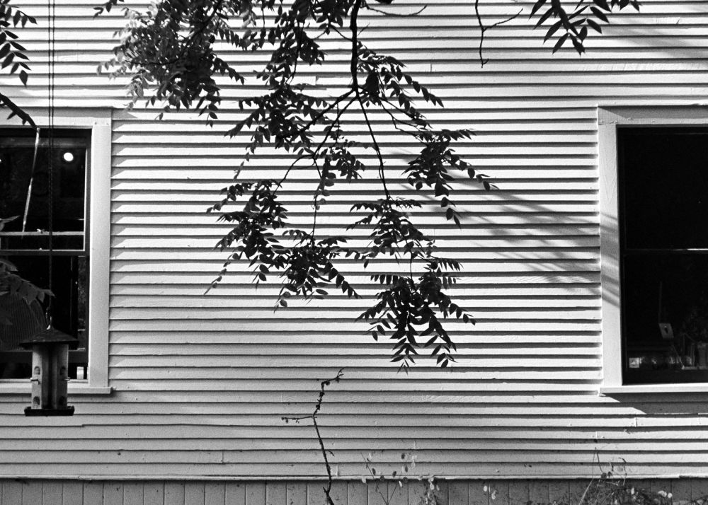 A black and white photograph of the leaves of a tree silhouetted against a white wood slat sided wall of a building between two dark windows. At the left of frame a bird-feeder is hanging just in front of the left window 
