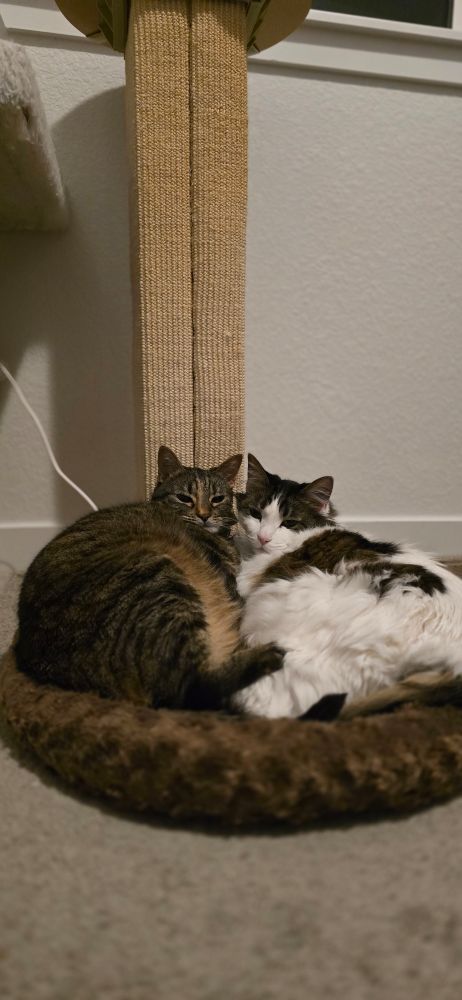 Two cats cuddling in one bed.