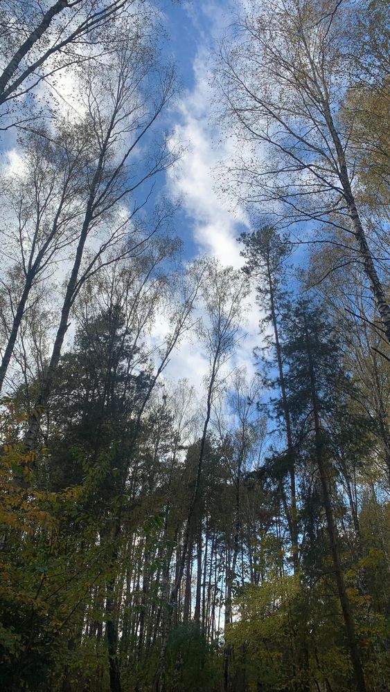 Widok z dołu na błękitne niebo i białe postrzępione chmury między koronami drzew