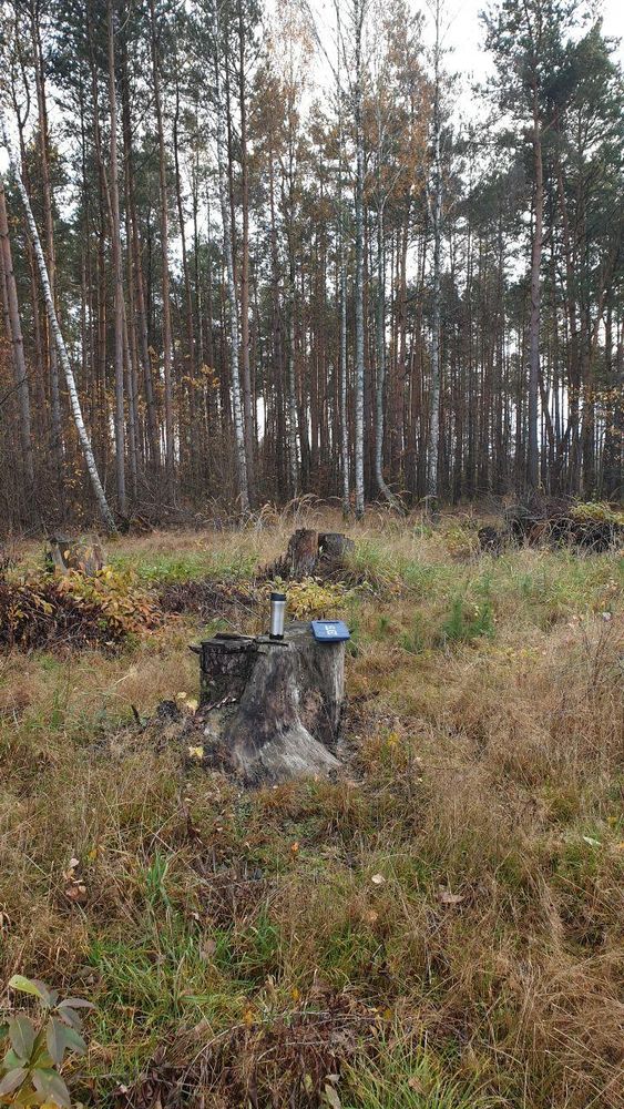 Restauracja m0biLas czyli polana z pniami ściętych drzew. W tle brzózki