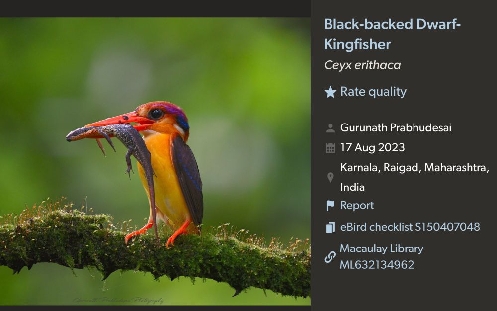 Picture of a dwarf kingfisher eating a lizard, showing how images uploaded to eBird can provide important dietary information.   