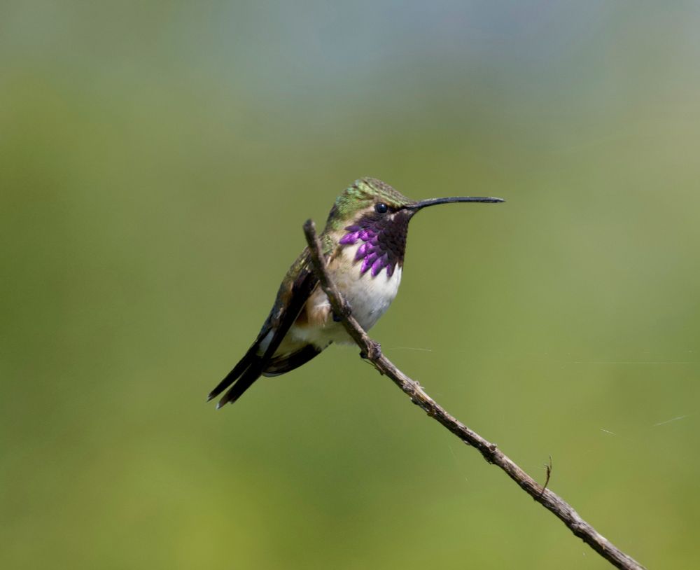 Photo of a male Lucifer Hummingbird perched atop a twig against a green background, showing its purple gorget. Unlike the Satanic Nightjar, the Lucifer Hummingbird has been able to retain its English name despite its Satanic connotations. In this case, it's safe to assume that the name references Lucifer before The Fall – that is, the Lucifer who was greatest of the angels and whose name meant "bearer of light".
This actually reminds me that the changing of English name from the cool-sounding "Satanic Nightjar" to the diabolical-sounding "Diabolical Nightjar" – which means roughly the same thing in a less-catchy and more ambiguous way – is the type of nomenclatural decision that really grinds my gears!