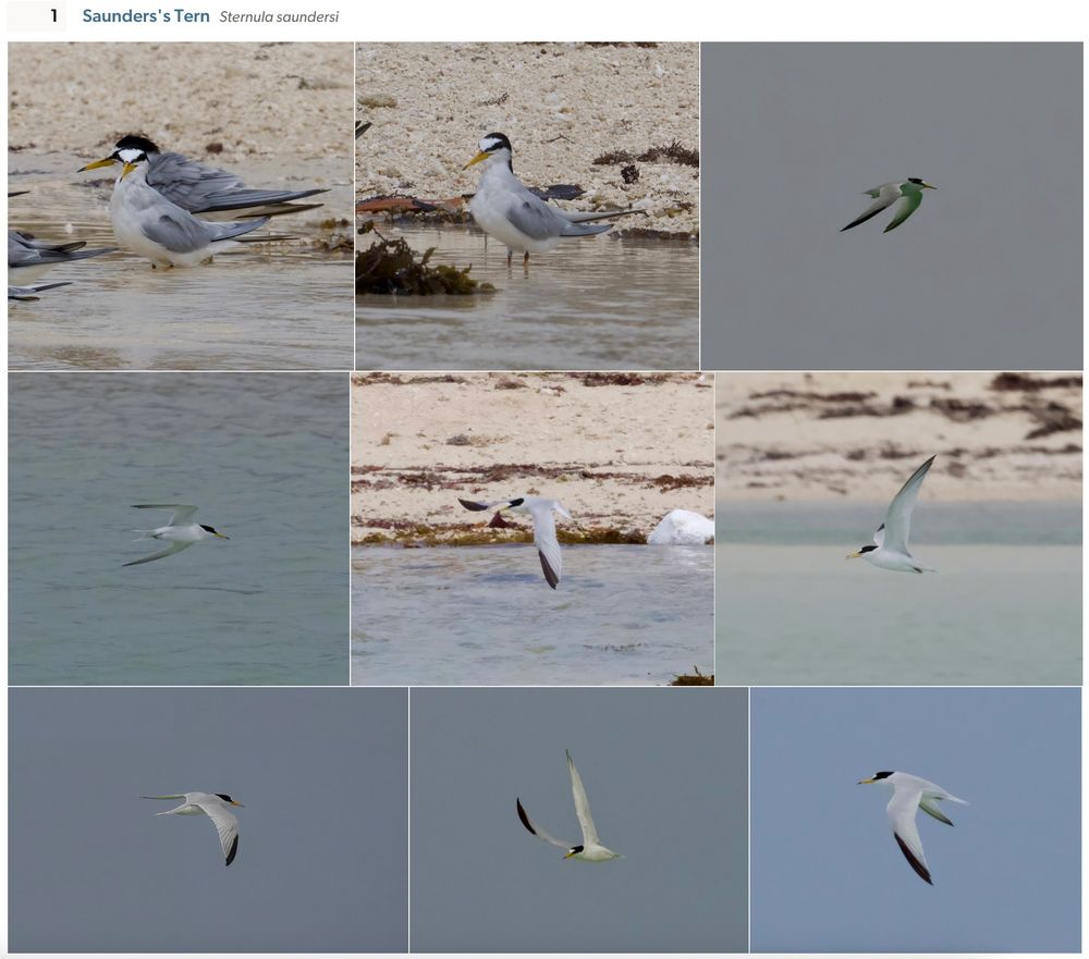 Screenshot of 9 images from eBird trip report showing a single adult Saunders's Tern on the Farasan Islands. 
