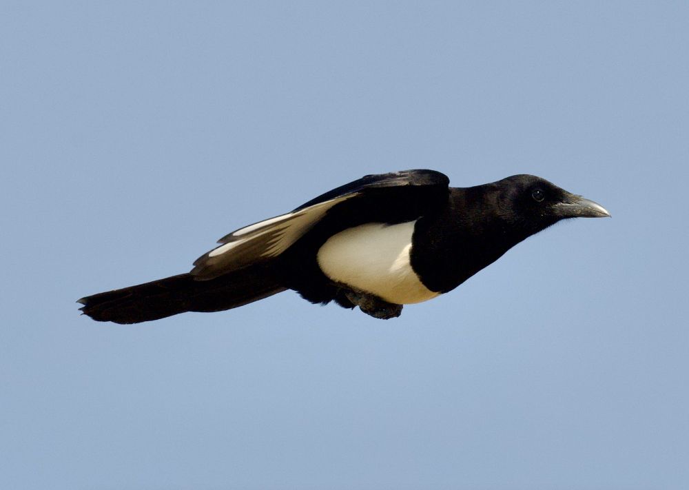 An Arabian Magpie (aka Asir Magpie) in flight (photo: Joe Tobias)