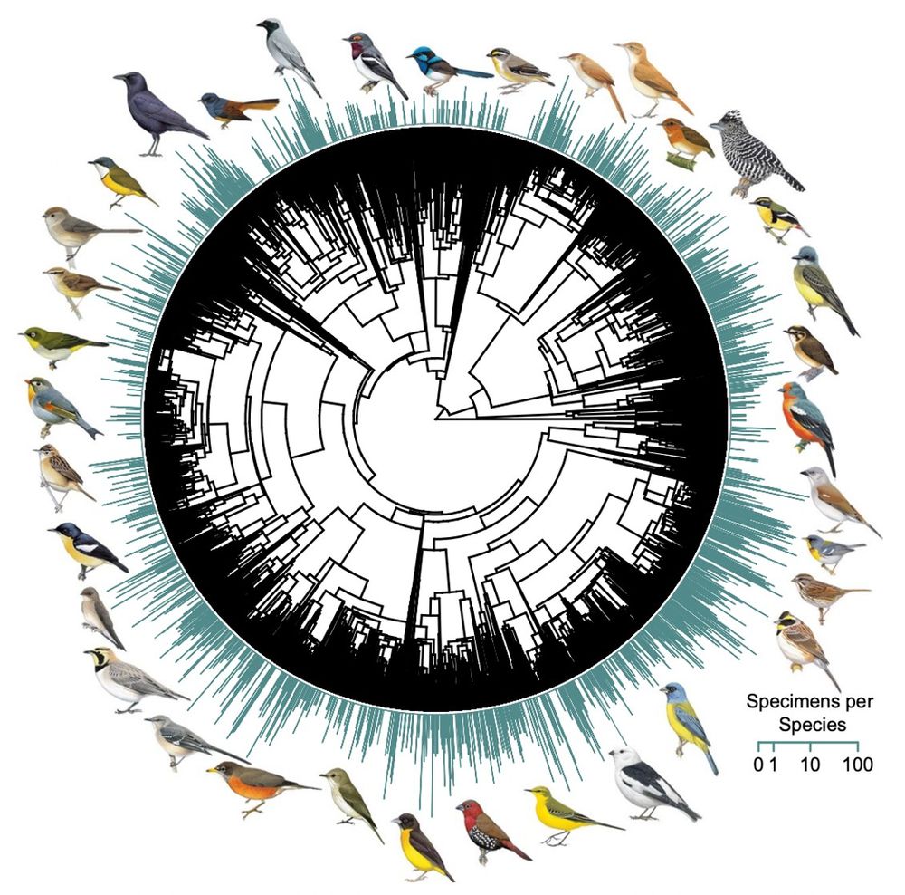 Phylogram showing sampling of wing bones across ~1500 passerine bird species, roughly 25% of passerine birds worldwide, including member of ~80 bird families 