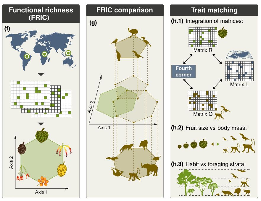 A conceptual framework figure from Cabral et al. 2025 Seed-dispersing vertebrates and the abiotic environment shapefunctional diversity of the pantropical Annonaceae. New Phytologist