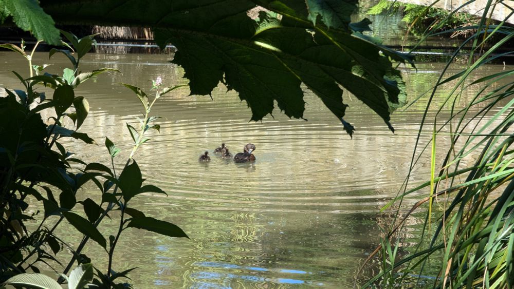 Scaup duck and ducklings in a pond with foliage in the foreground.