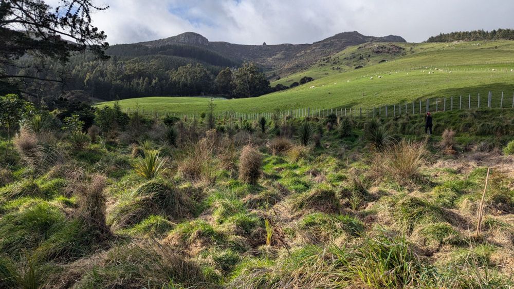 A patch of young New Zealand native trees on a grassy hillside.