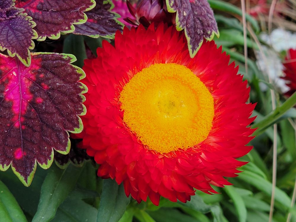 A bright red strawflower with a large yellow center. The purple, pink coleus leaves with bright green edges drape both over and behind it.