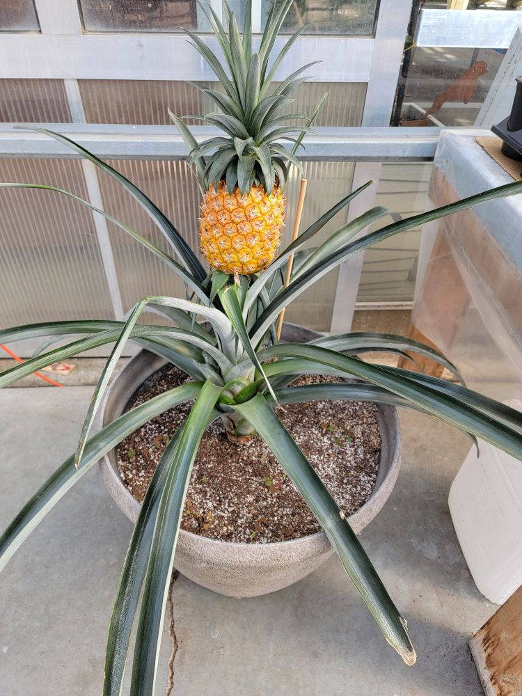 A pineapple plant growing in a large round pot. There is a ripe pineapple at the top of the plant.