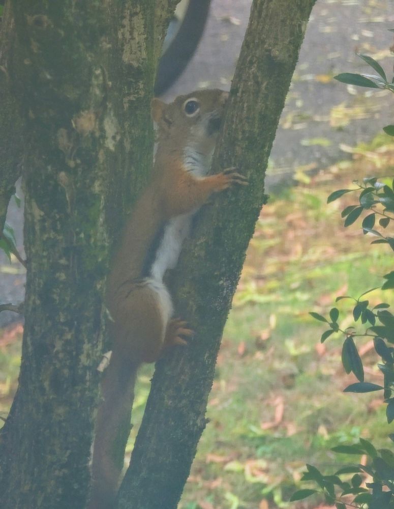 A red squirrel on a tree branch.