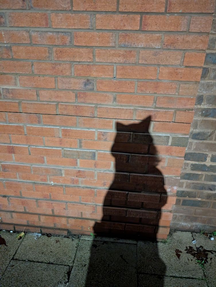 a shadow being cast against a wall of a girl. her headphones have cat ears which gives her the impression of having of cat ears. she is also wearing a mimikyu hoodie which you can't really tell in the picture but it also has ears built into the hood. that might be too many ears