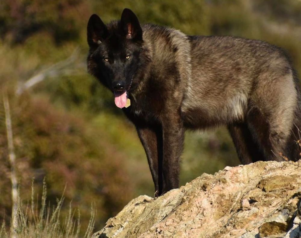 Me a wolfdog gazing down from upon a nice rock