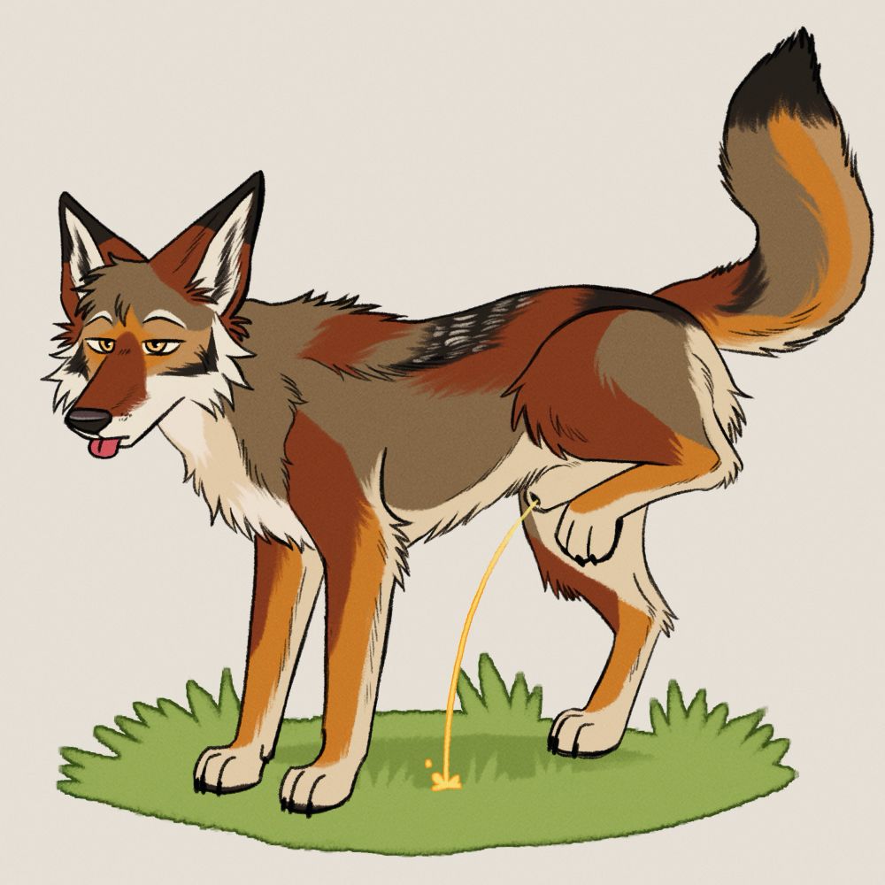 A yops marking territory