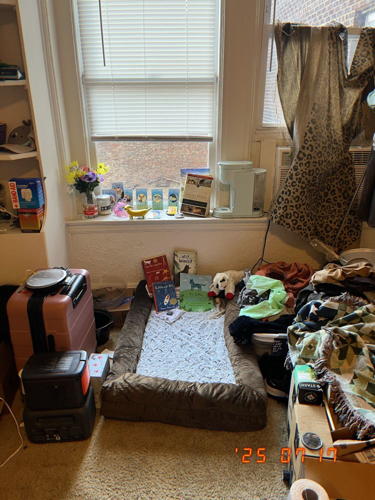 My dogbed setup in our den!