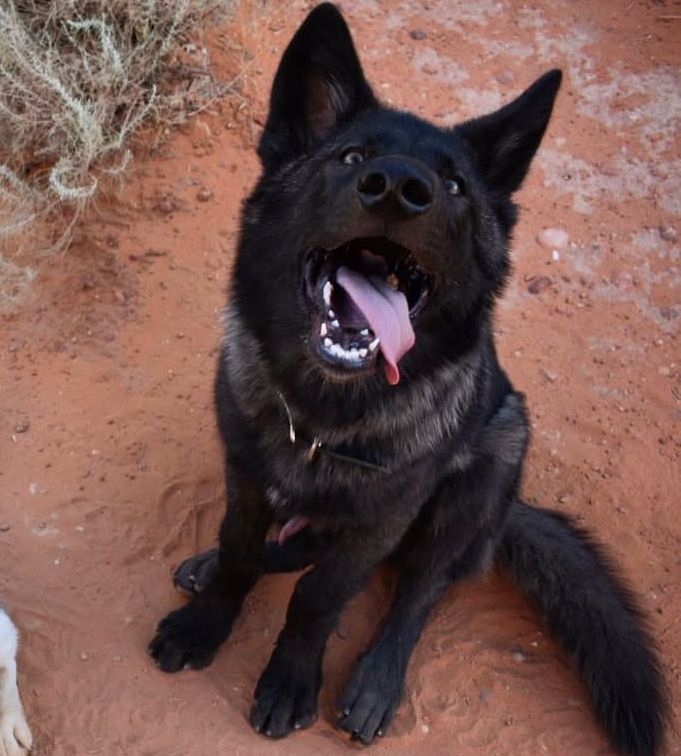Me a wolfdog happysitting :0D 