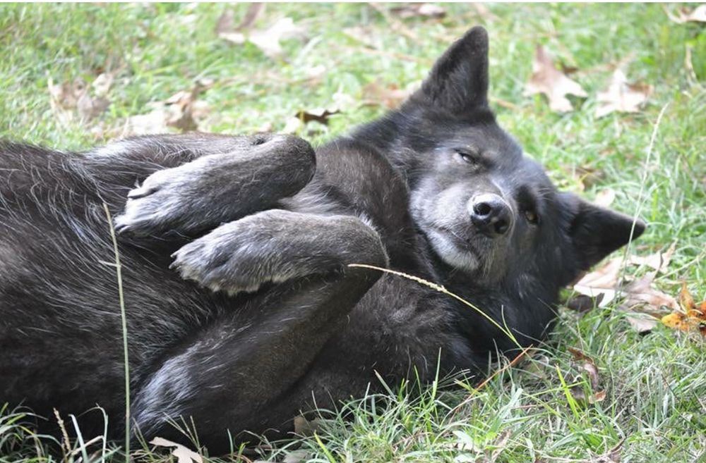 Me about to pass out asleep on the floor grass (aka carpet) of our apartment 