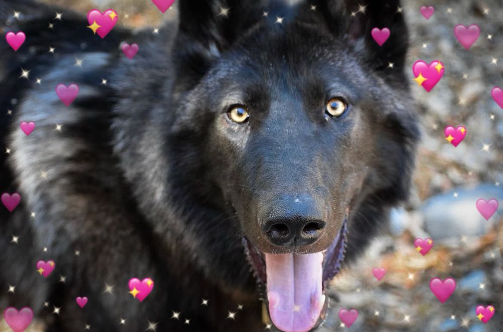 Me a wolfdog smiling happy
