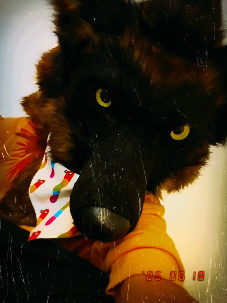 A wolfdog lookin all cute wearing a wormfest bandana. There are scritchy scratches on the camera lens for vintage effect