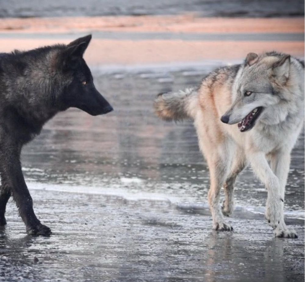 Me and Rennwolf