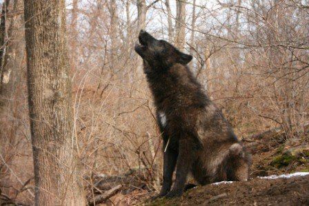 Me a wolfdog howling my song out!