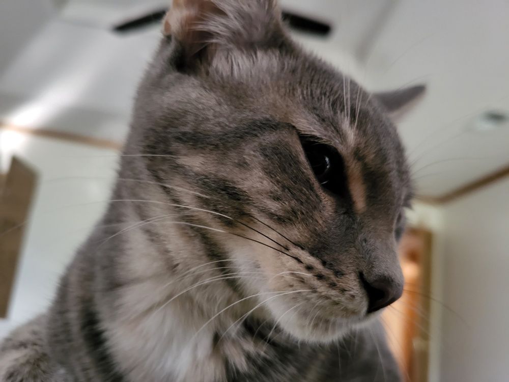 Grey tabby cat looking to the side. Zoomed in view