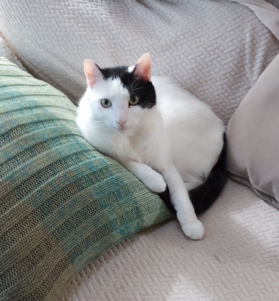 A black and white harlequin cat is curled on a beige couch with his shoulder propped on a green pillow. 