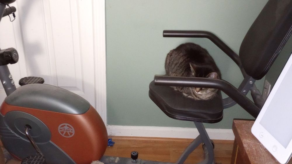 Black and gray tabby cat loafing, or laying with her legs under her in the shape of a loaf of bread, on the seat of a recumbent exercise bike.