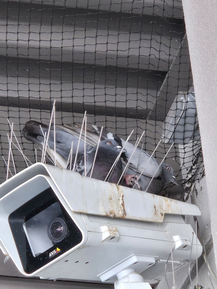 Mother and baby pigeon nested inside anti-pigeon nest spikes