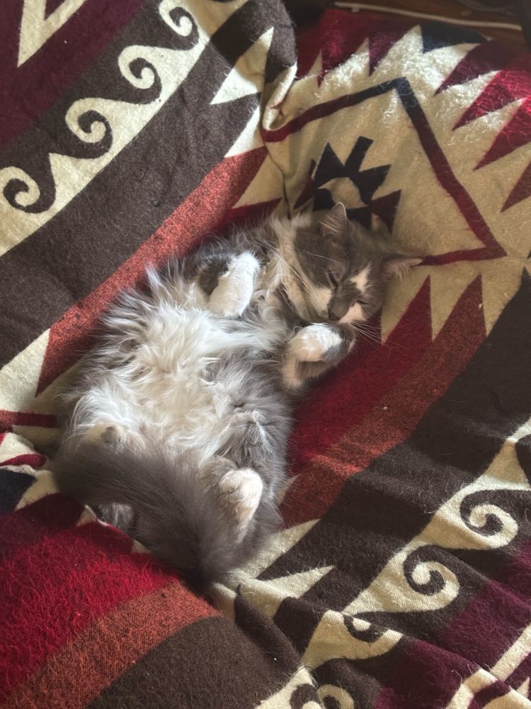Petey (cat) laying on his back, sleeping on a blanket covered chair. 
