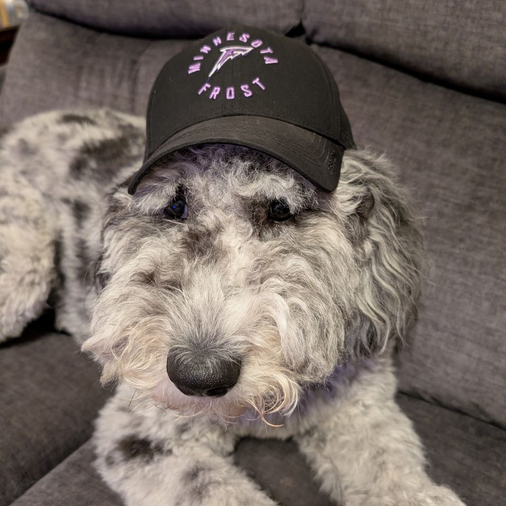 A merle patterned dog laying on a gray couch. A black ball cap with the purple Minnesota Frost text and logo is on his head. End of description.