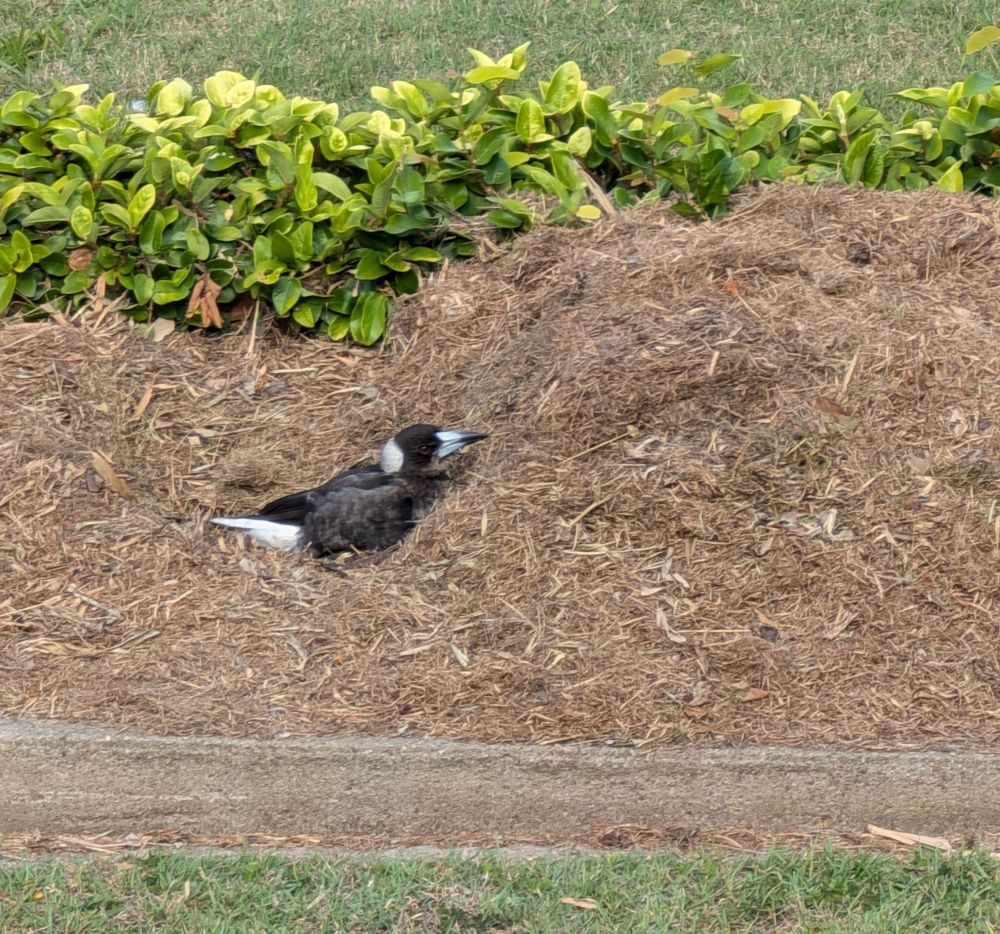 A juvenile Australian Magpie snuggled deeply into dry grass in a garden bed looking comfortable & non-apologetic at the same time.