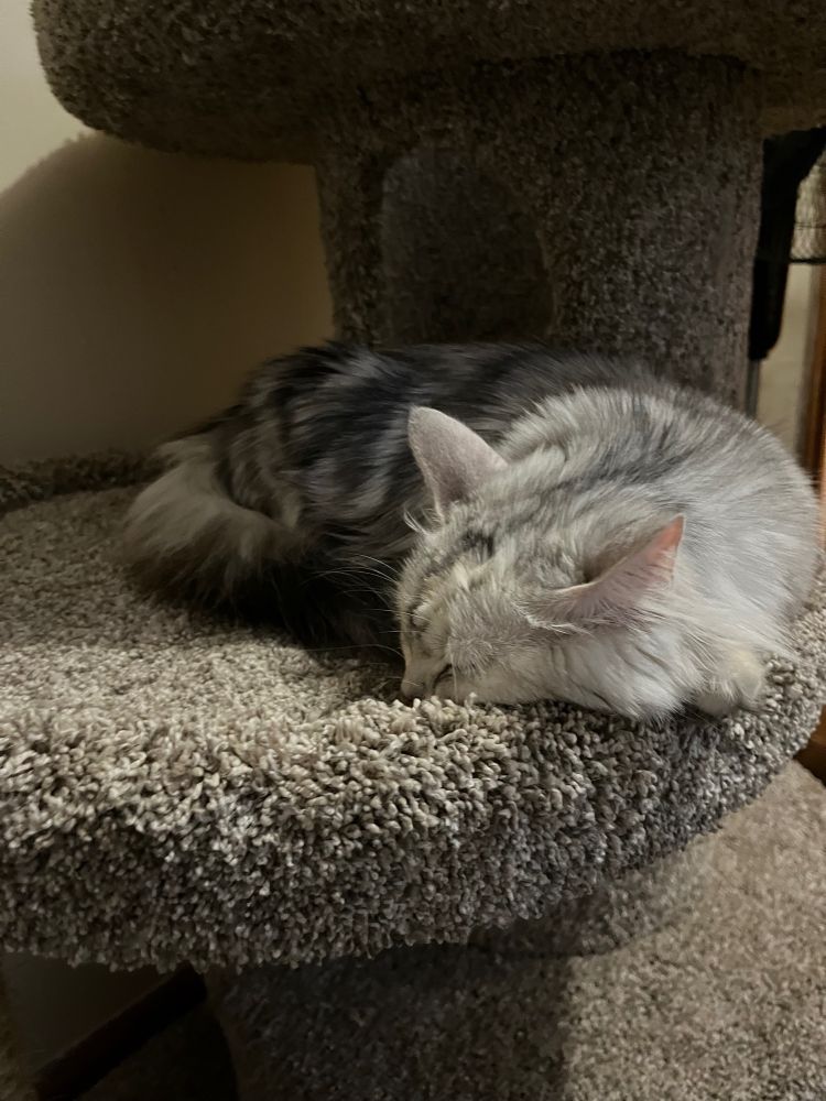 Ash, a white, grey, and orange cat sleeping on a cat tree