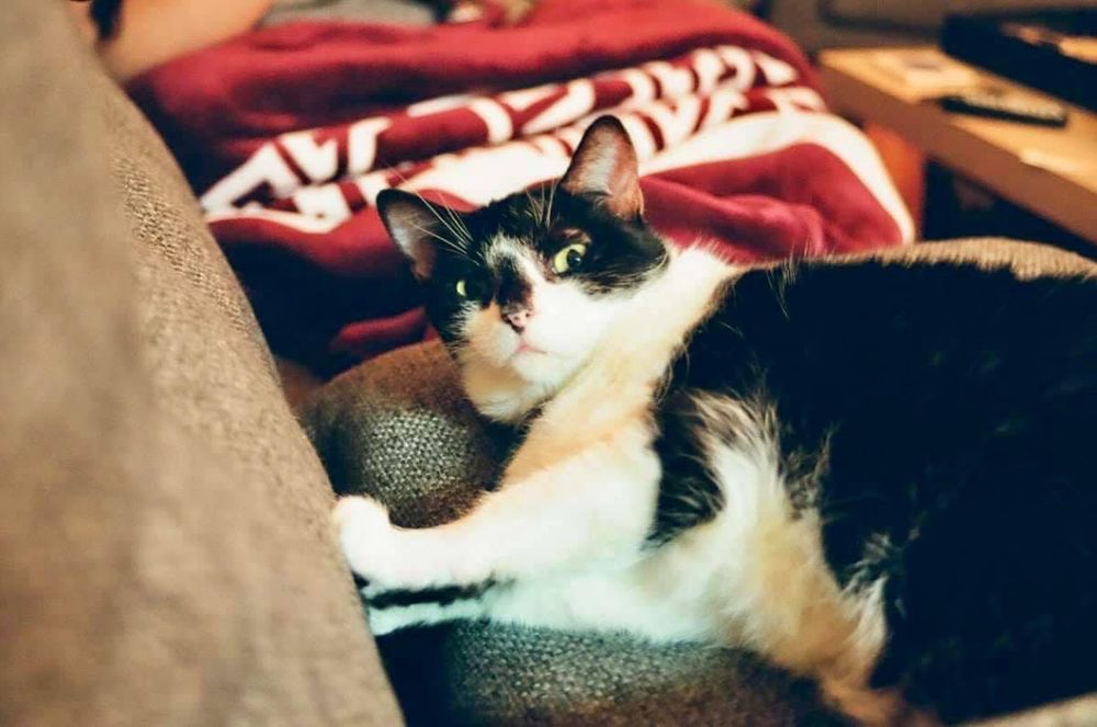 film photo of a black and white cat