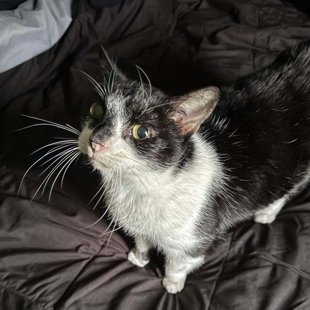 Bicolor cat looking extremely scruffy while staring intently for food. 