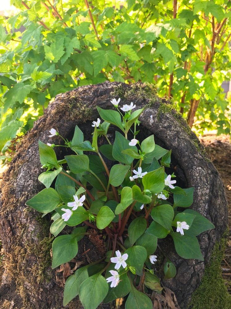 Image of a large, decaying nurse log stump situated in a garden setting. The stump's weathered, rugged surface is adorned with clusters of tiny white flowers.





