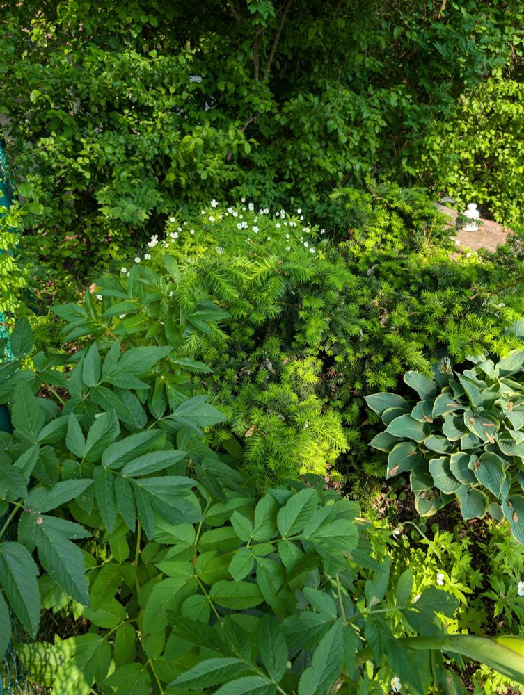 Lush and verdant green section of the Google culture Garden featuring native plants and a hosta