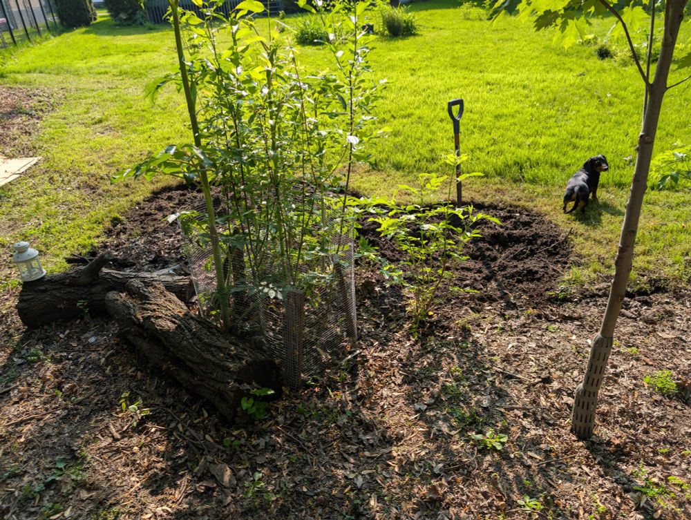 Image of a sponge Garden in progress in the bottom left hand corner there are logs in the top right hand corner there is a small dog looking backwards