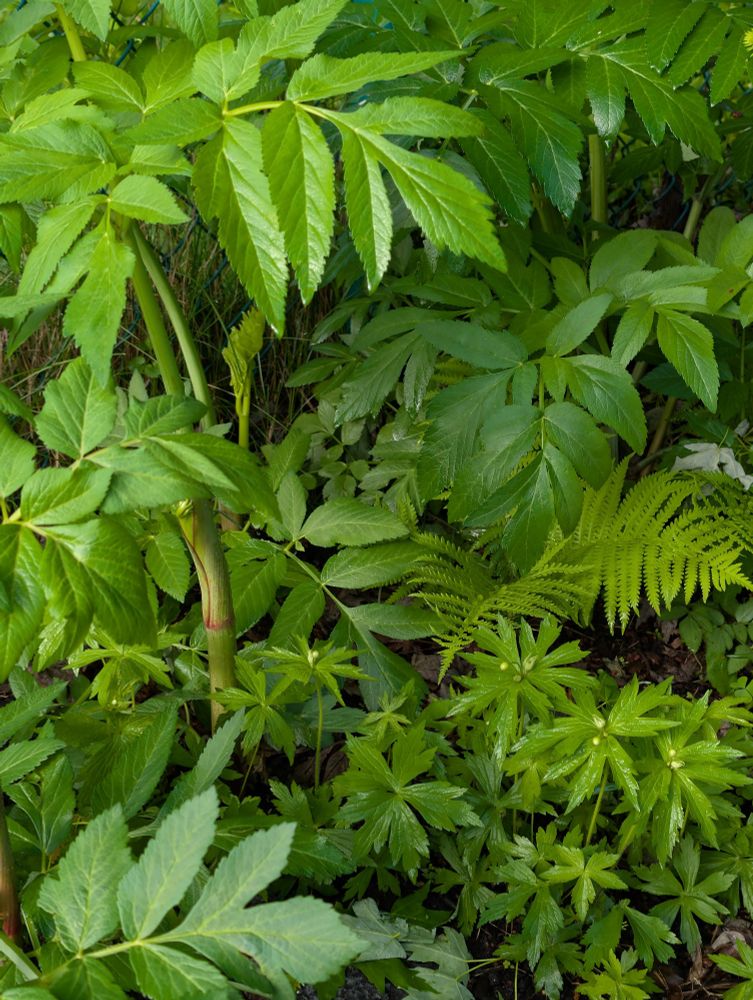 Lush green area with many green foliage filling screen