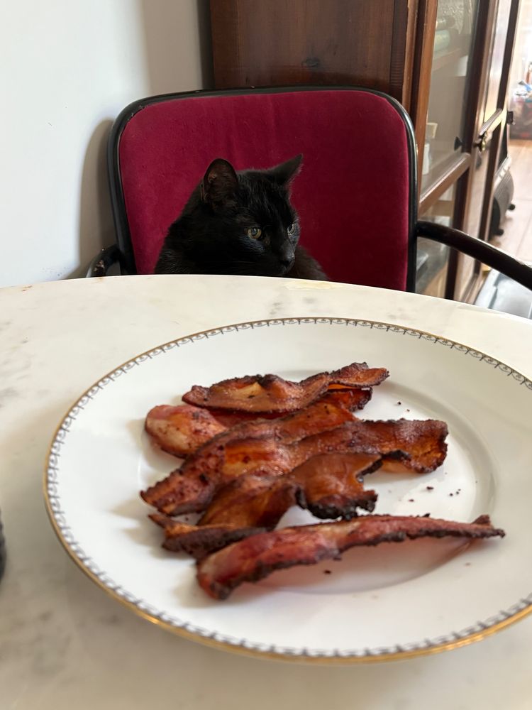 Cat eyes a plate of bacon
