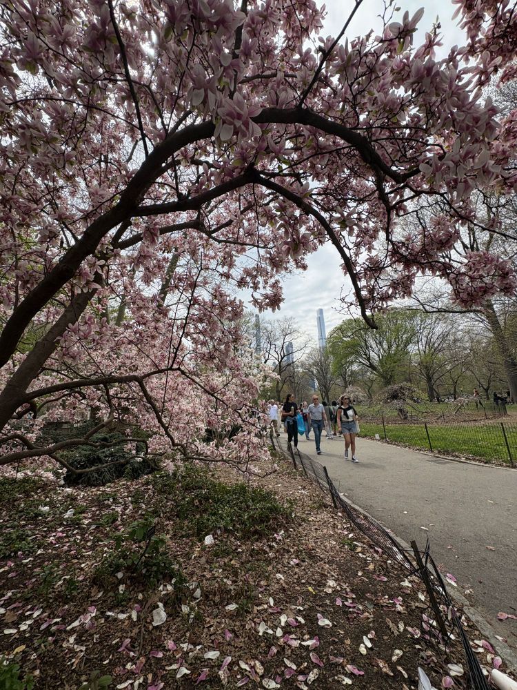 A Magnolia tree blossoms in Central Park